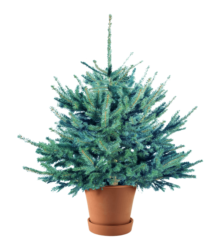 Ель Голубая в Кашпо — Серебристая Премиум (Высота: 0,8—1,0 м)