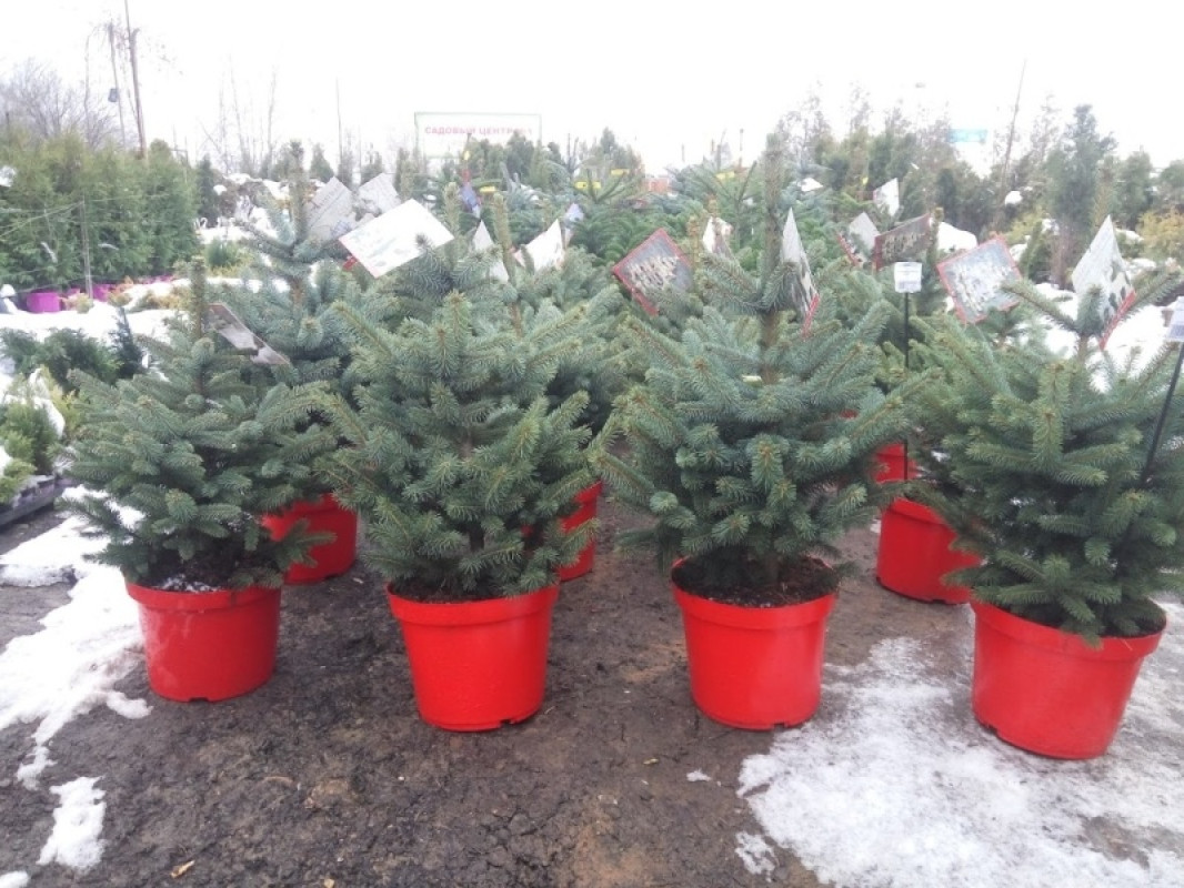 Ель Голубая в Кашпо — Серебристая Премиум (Высота: 1—1,2 м)