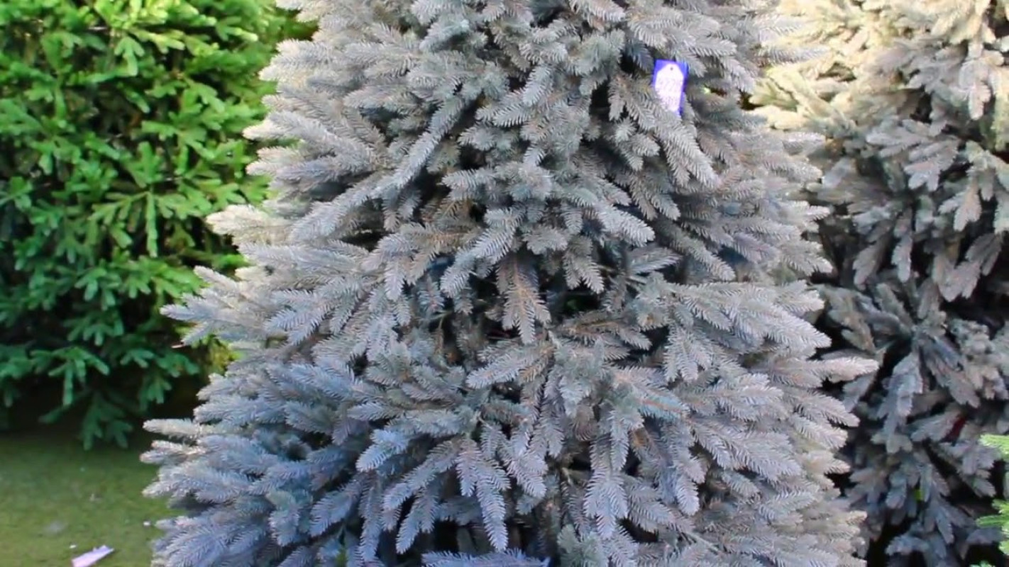 Ель Голубая в Кашпо — Серебристая Премиум (Высота: 1—1,2 м)