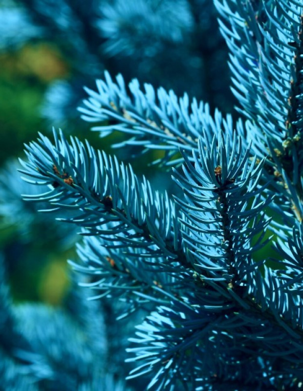 Ель Голубая — Серебристая (срез) (Высота: 4,0—5,0 м)