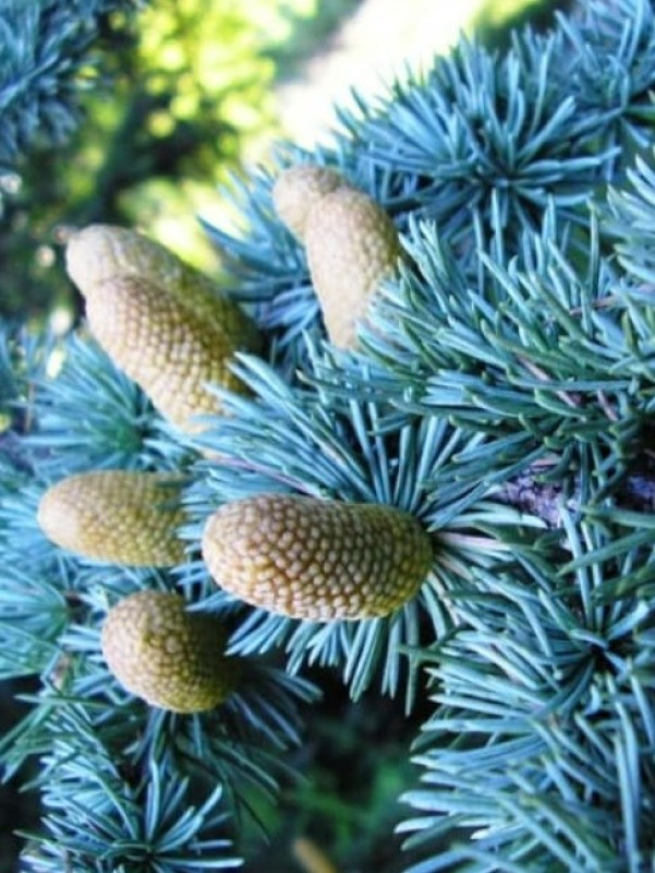 Ель Голубая — Серебристая (срез) (Высота: 4,0—5,0 м)