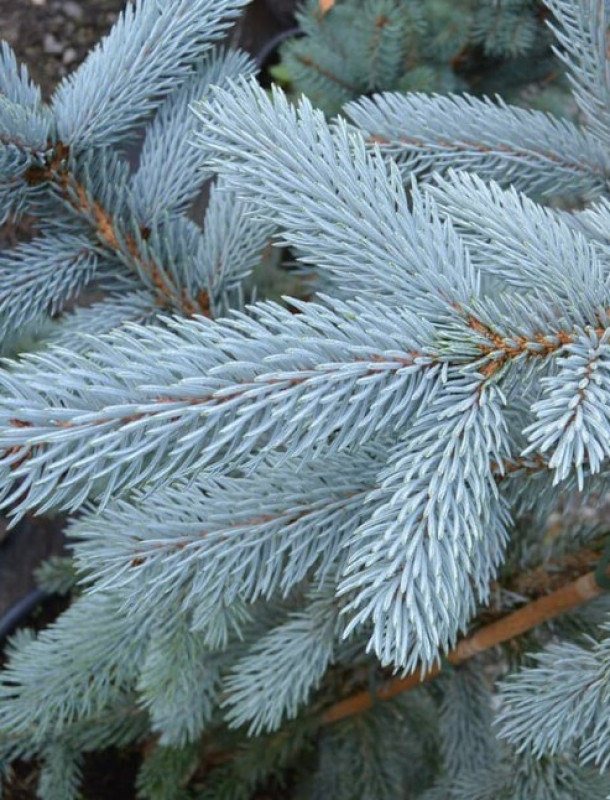 Ель Голубая — Серебристая (срез) (Высота: 4,0—5,0 м)