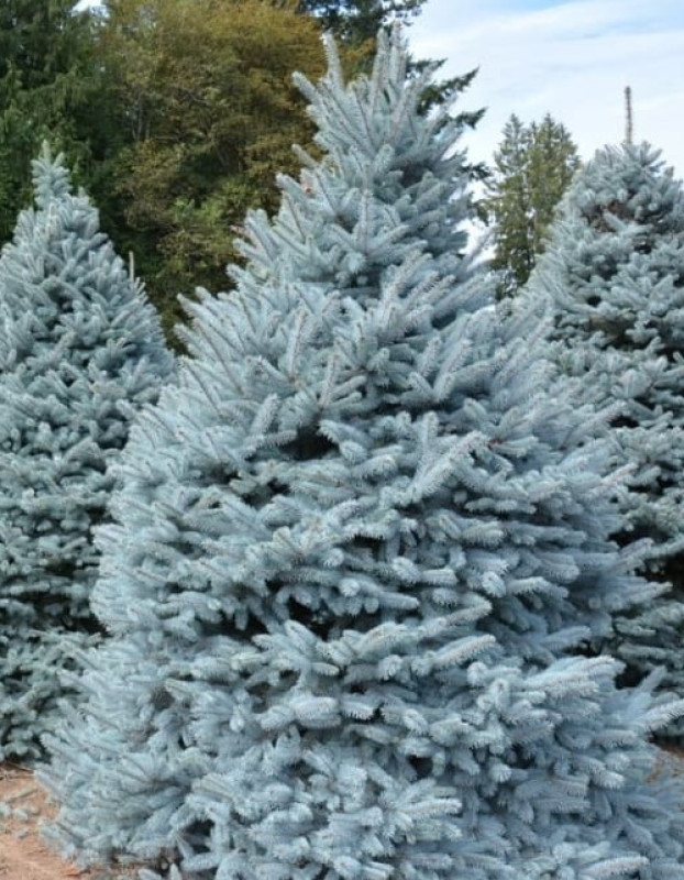 Ель Голубая — Серебристая (срез) (Высота: 4,0—5,0 м)