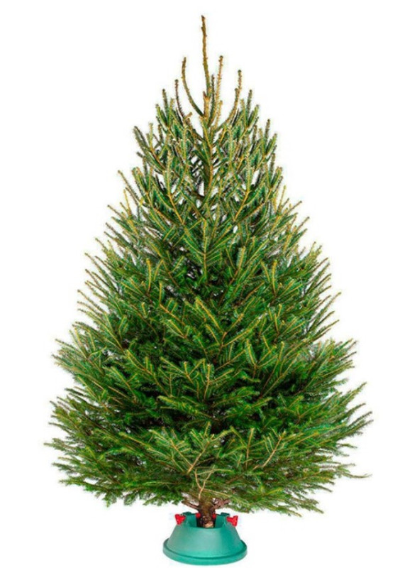 Ель Удмуртская — Лесная Пышная (срез) (Высота: 1—1,25 м)