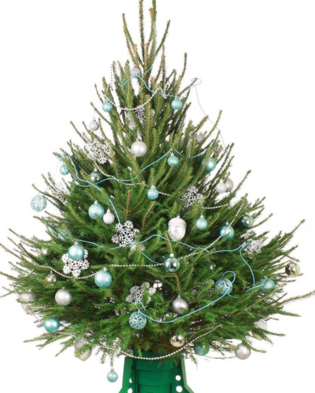 Ель Удмуртская — Лесная Пышная (срез) (Высота: 1—1,25 м)