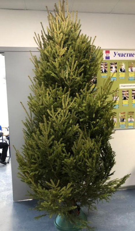 Ель Удмуртская — Лесная Пышная (срез) (Высота: 1—1,25 м)