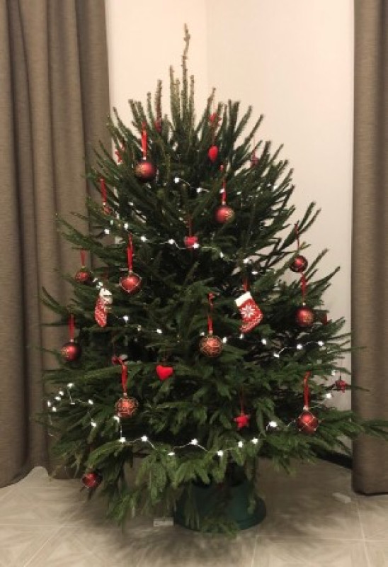 Ель Удмуртская — Лесная Пышная (срез) (Высота: 1—1,25 м)