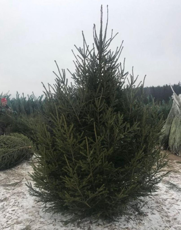 Ель Удмуртская — Лесная Пышная (срез) (Высота: 1—1,25 м)