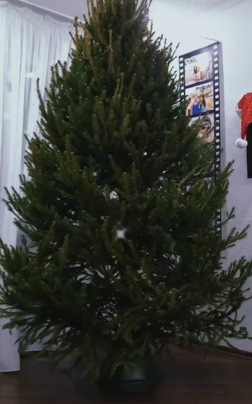 Ель Удмуртская VIP — Стриженная Премиум (срез) (Высота: 2,5 м)