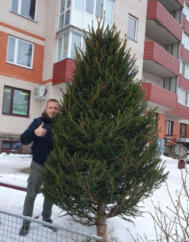 Ель Удмуртская VIP — Стриженная Премиум (срез) (Высота: 2,5 м)