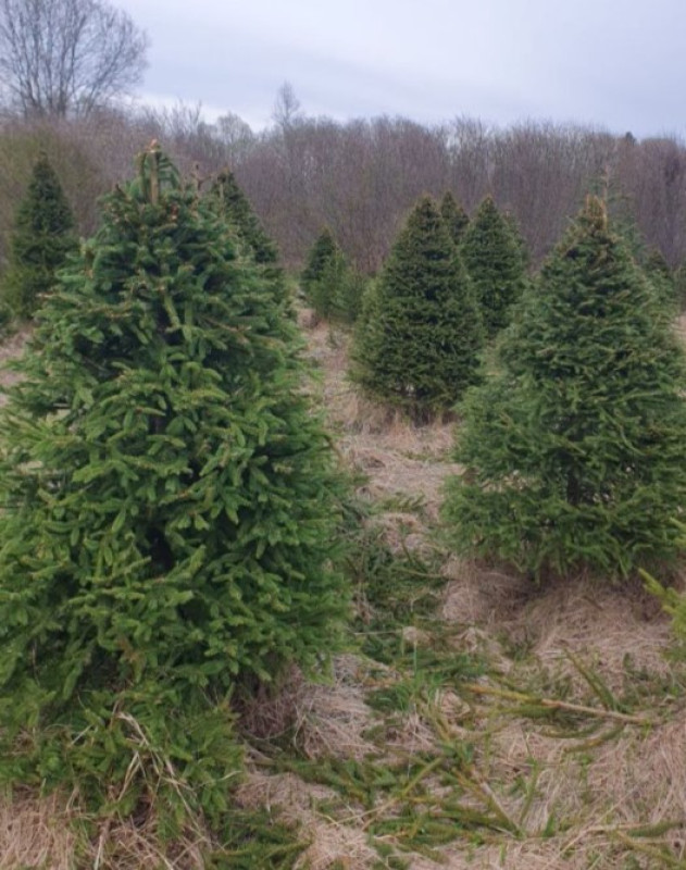 Ель Удмуртская VIP — Стриженная Премиум (срез) (Высота: 2,5 м)