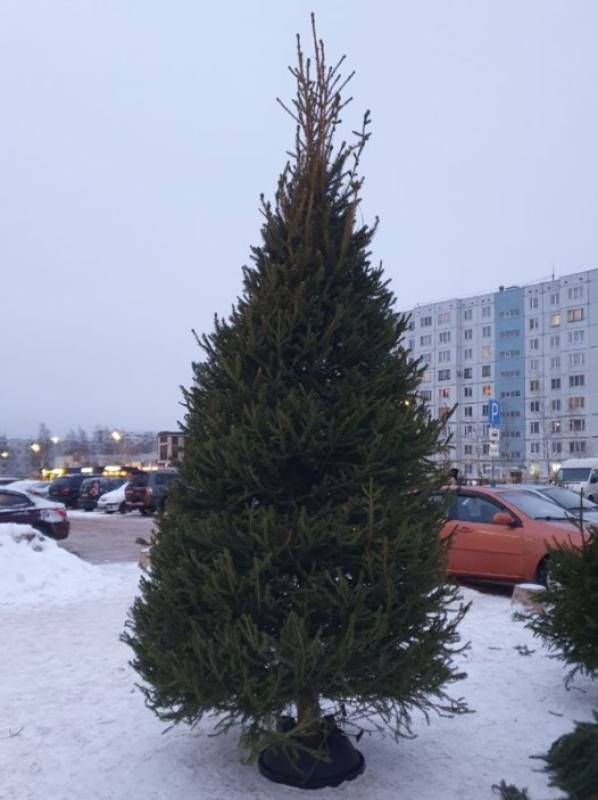 Ель Удмуртская VIP — Стриженная Премиум (срез) (Высота: 2,5 м)