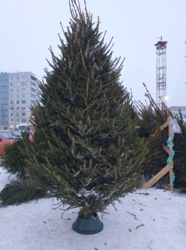 Ель Удмуртская VIP — Стриженная Премиум (срез) (Высота: 2,5 м)