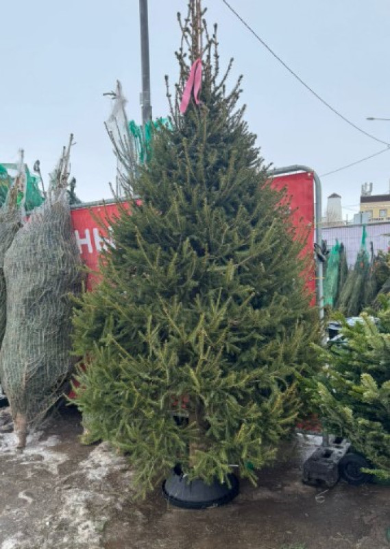 Ель Удмуртская VIP — Стриженная Премиум (срез) (Высота: 2,5 м)