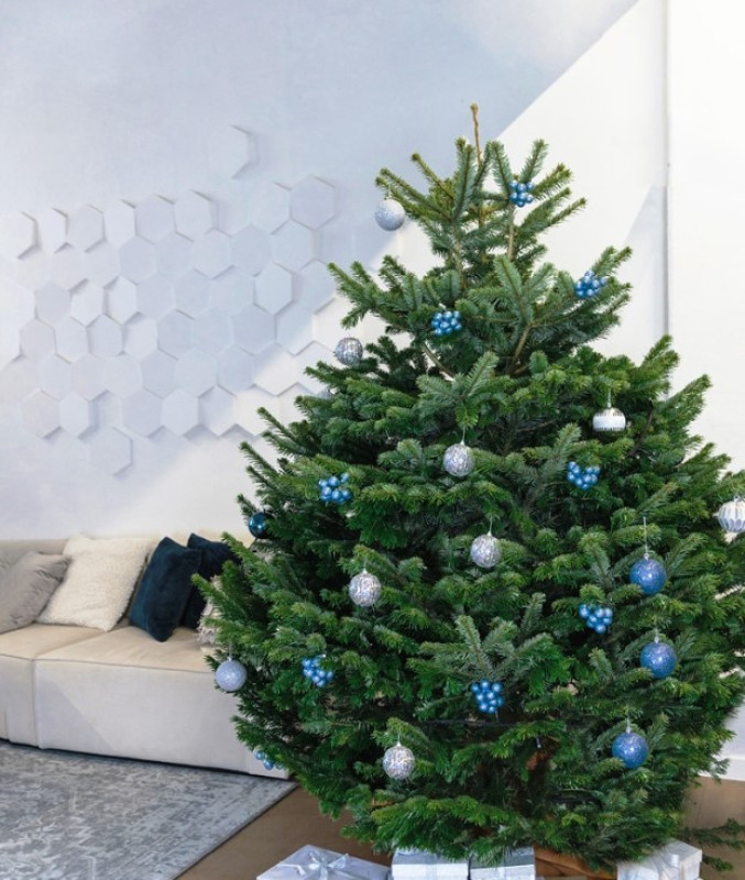 Пихта Нордмана в Кашпо — Премиальная (Высота: 1—1,25 м)