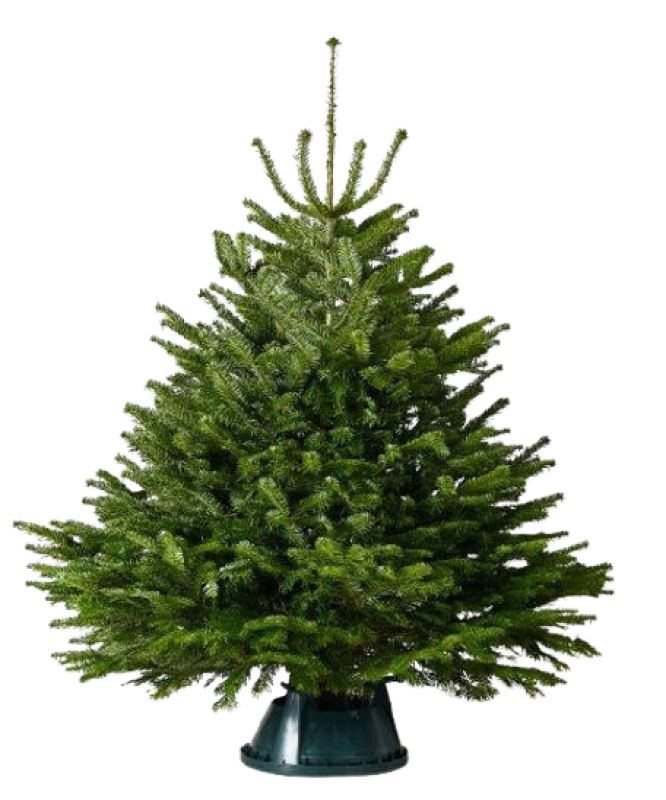 Пихта Нордмана в Кашпо — Премиальная (Высота: 1—1,25 м)