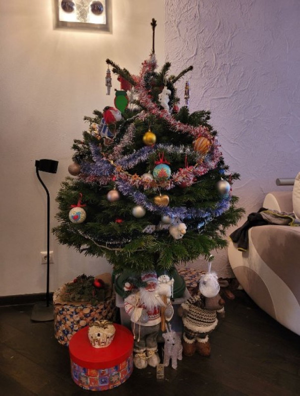 Пихта Нордмана в Кашпо — Премиальная (Высота: 1—1,25 м)