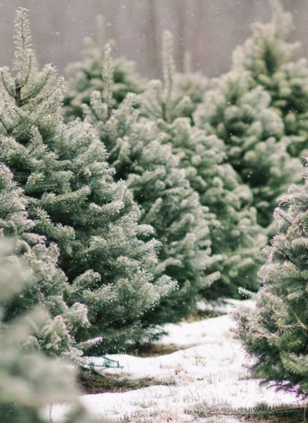 Пихта Нордмана — Датская (срез) (Высота: 1—1,25 м)