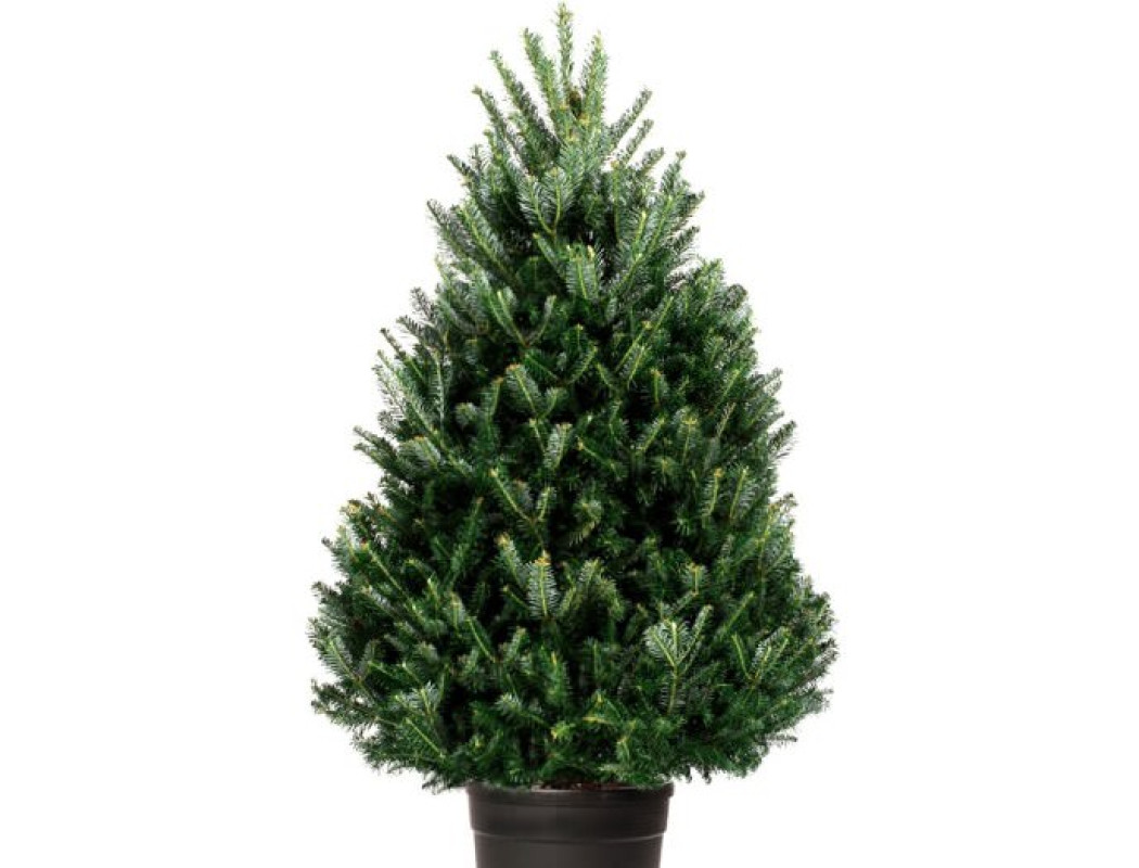 Пихта Фразера (Кашпо) (Высота: 1—1,25 м)