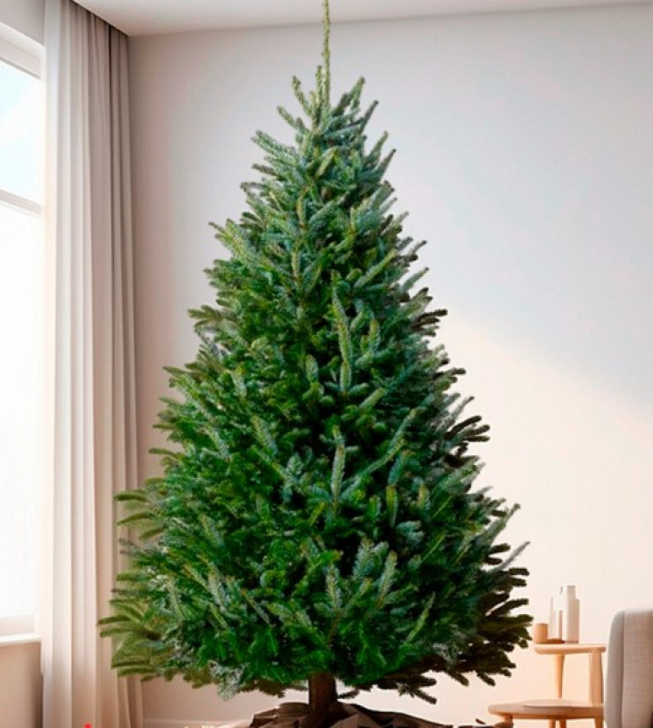 Пихта Фразера — Элитная (срез) (Высота: 1—1,25 м)