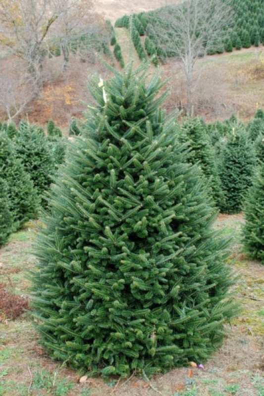 Пихта Фразера — Элитная (срез) (Высота: 1—1,25 м)