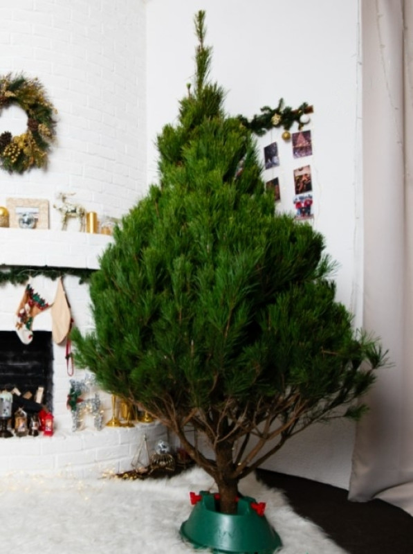 Сосна Канадская — Пышная Длиннохвойная (срез) (Высота: 1,75—2,0 м)