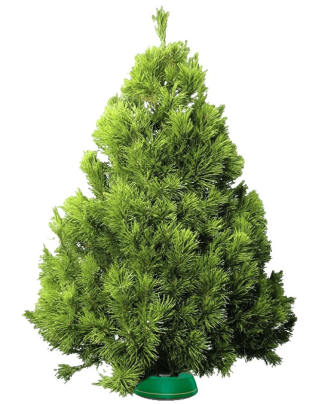 Сосна Канадская — Пышная Длиннохвойная (срез) (Высота: 1,75—2,0 м)