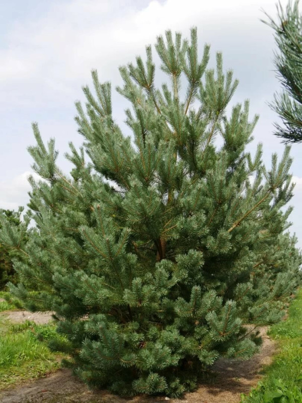Сосна Русская — Ароматная Лесная (срез) (Высота: 1,0—1,5 м)