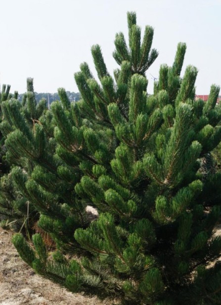 Сосна Русская — Ароматная Лесная (срез) (Высота: 1,0—1,5 м)