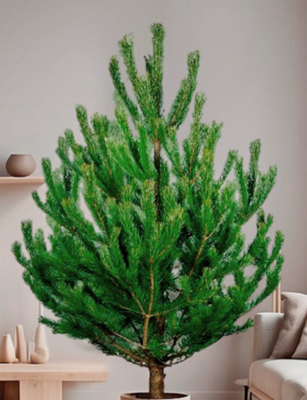 Сосна Русская — Ароматная Лесная (срез) (Высота: 1,0—1,5 м)