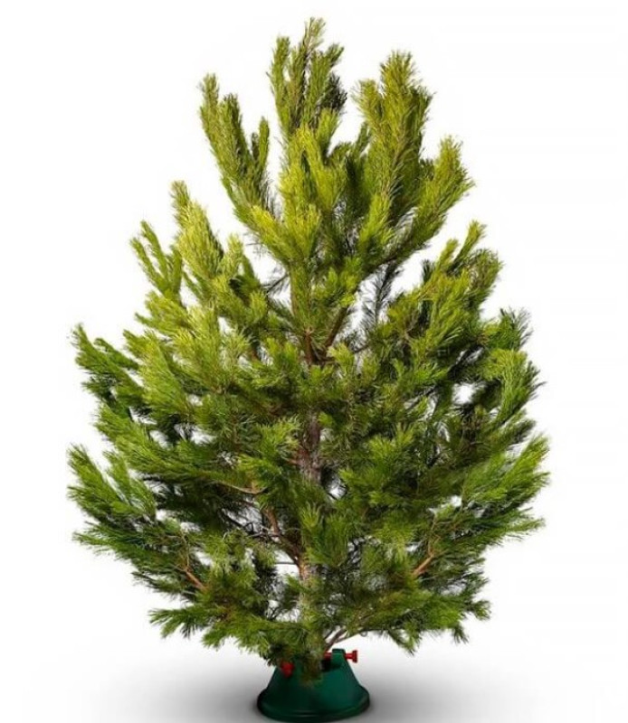 Сосна Русская — Ароматная Лесная (срез) (Высота: 1,0—1,5 м)