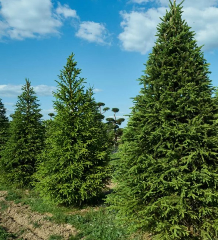 Профессиональная установка Ёлки (Высота: до 2 м)