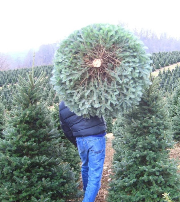 Профессиональная установка Ёлки (Высота: до 2 м)