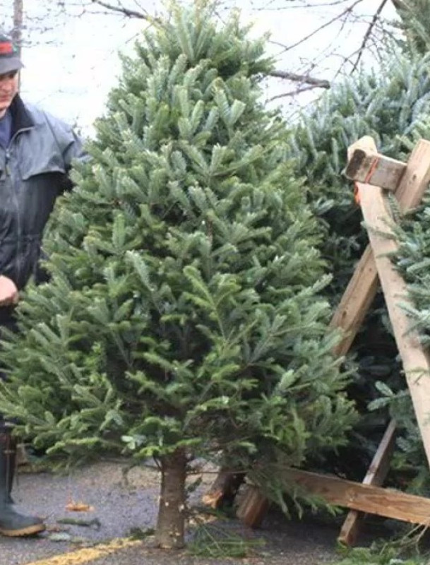 Профессиональная установка Ёлки (Высота: до 2 м)