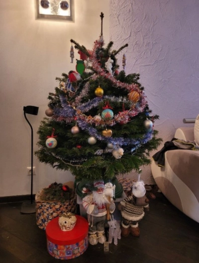 Пихта Нордмана в Кашпо — Премиальная (Высота: 1—1,25 м)