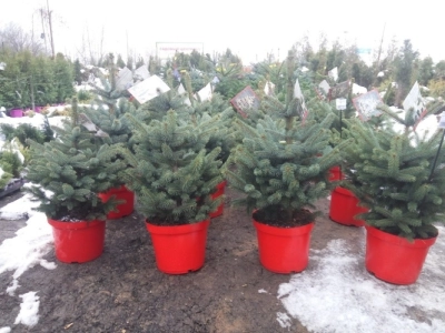 Ель Голубая в Кашпо — Серебристая Премиум (Высота: 1—1,2 м)