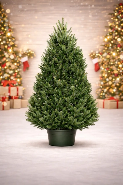 Пихта Фразера (Кашпо) 1—1,25 м