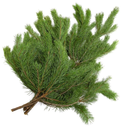 Сосновый лапник