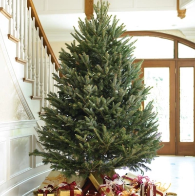 Пихта Фразера — Элитная (срез) (Высота: 1—1,25 м)