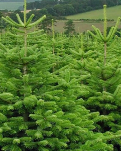 Пихта Нордмана — Датская (срез) (Высота: 1—1,25 м)