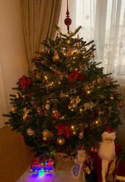 Пихта Нордмана — Датская (срез) (Высота: 1—1,25 м)