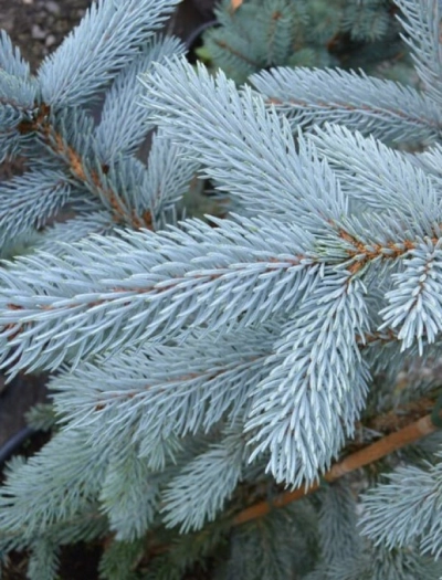 Ель Голубая — Серебристая (срез) (Высота: 4,0—5,0 м)