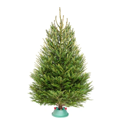 Ёлка Русская — Классическая Лесная (срез) (Высота: 1,75—2,0 м)