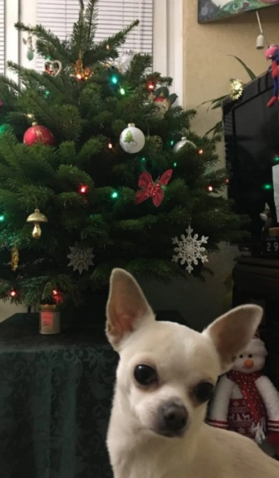 Пихта Нордмана — Датская (срез) (Высота: 1—1,25 м)