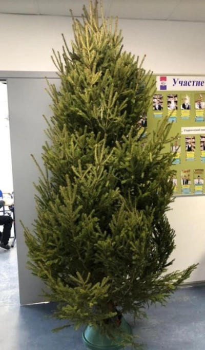 Ель Удмуртская — Лесная Пышная (срез) (Высота: 1—1,25 м)