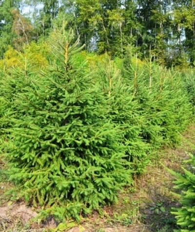 Ёлка Русская — Классическая Лесная (срез) (Высота: 1,75—2,0 м)