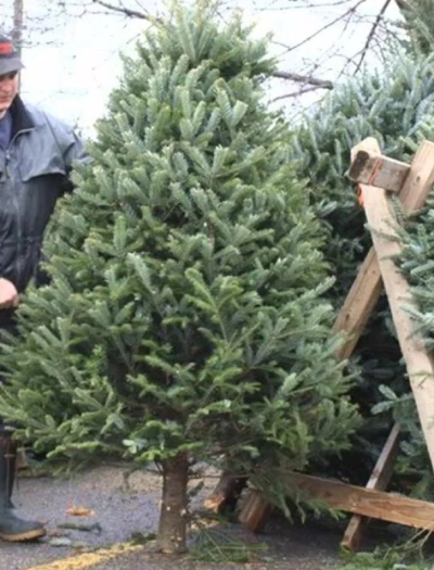 Профессиональная установка Ёлки (Высота: до 2 м)