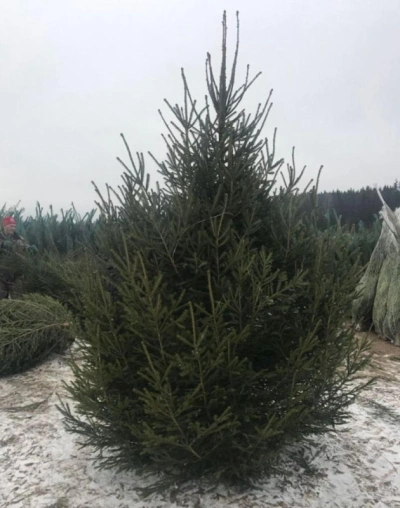 Ель Удмуртская — Лесная Пышная (срез) (Высота: 1—1,25 м)