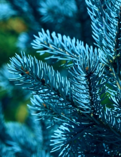 Ель Голубая — Серебристая (срез) (Высота: 4,0—5,0 м)