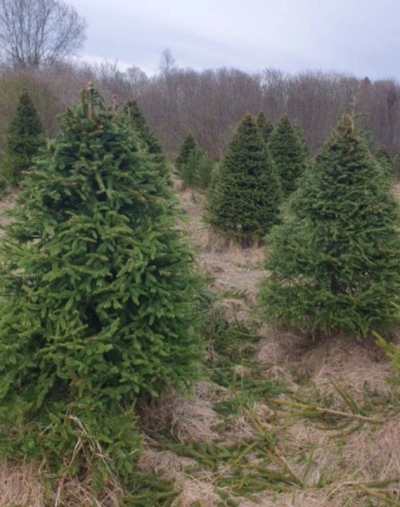 Ель Удмуртская VIP — Стриженная Премиум (срез) (Высота: 2,5 м)